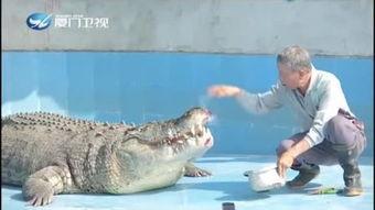 小虎把瓜给鳄鱼吃的视频,小虎瓜分惊喜瞬间