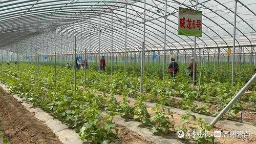 高官寨吃瓜视频