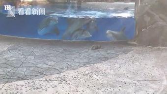 围观洪水的吃瓜群众视频,现场画面直击