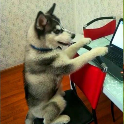 哈士奇看热闹吃瓜视频,萌态十足引网友爆笑