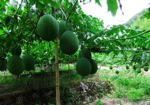 吃吊瓜搞笑视频合集,吊瓜美食搞笑视频大集合