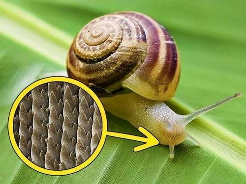 蜗牛吃不吃葫芦瓜呢视频,蜗牛葫芦瓜之食趣揭秘