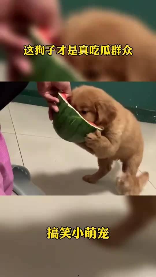 大家伙吃瓜群众视频播放,大家伙视频播放量飙升,揭秘背后原因