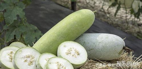 白瓜菜怎么吃最好呢视频,这样吃最健康!
