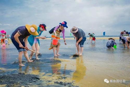 赶海视频吃海瓜,揭秘神秘海瓜的鲜美滋味
