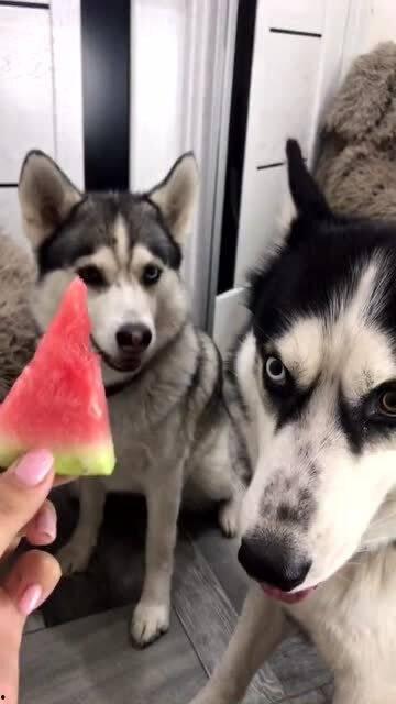 二哈吃瓜的视频,萌宠搞笑瞬间大盘点