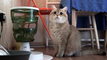 韩哥逗萌宠静静吃瓜视频,欢乐瞬间引网友热议