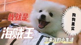 吃瓜人狗大战视频,一场爆笑的跨界对决