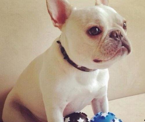 法国斗牛犬吃瓜视频,萌态十足引网友爆笑