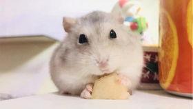 小仓鼠哈密瓜可以吃吗视频,健康美味两不误