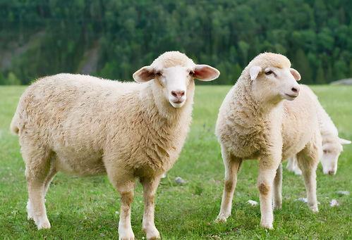 羊咩咩吃瓜视频,揭秘娱乐圈幕后故事