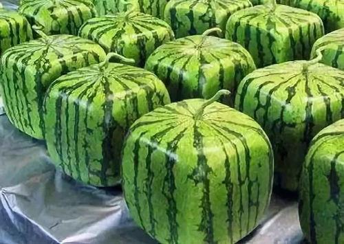 吃瓜梗的由来视频讲解大全,视频讲解大全深度解析