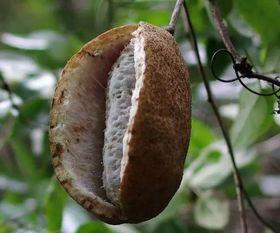 山鸡吃八月瓜好吗视频大全,视频大全揭秘美味与营养