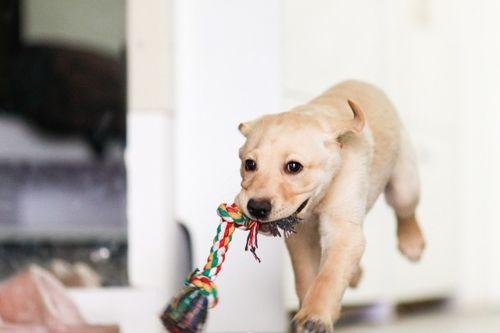 狗狗吃小圆瓜好吗视频,狗狗食用小圆瓜的安全性探讨