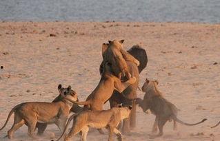 吃瓜小象的视频怎么拍的,短视频拍摄背后的技巧与创意