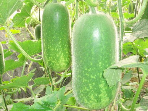 吃货吃茄瓜视频大全,吃货视频大全精选回顾